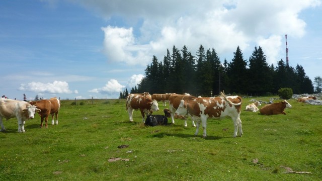 Ein schwarzes Schaf- äh-, Rindvieh!