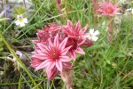 Sempervivum arachnoideum = Spinnweb-Hauswurz