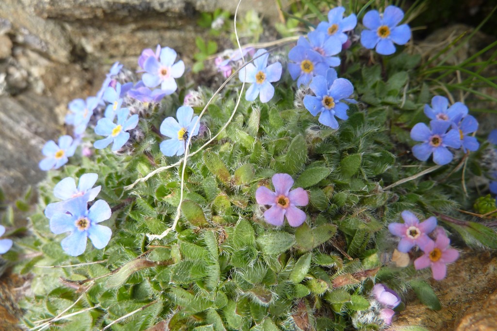 Androsace alpina = Alpen-Mannsschild