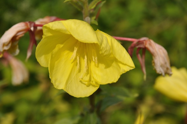 DSC_0061.jpg