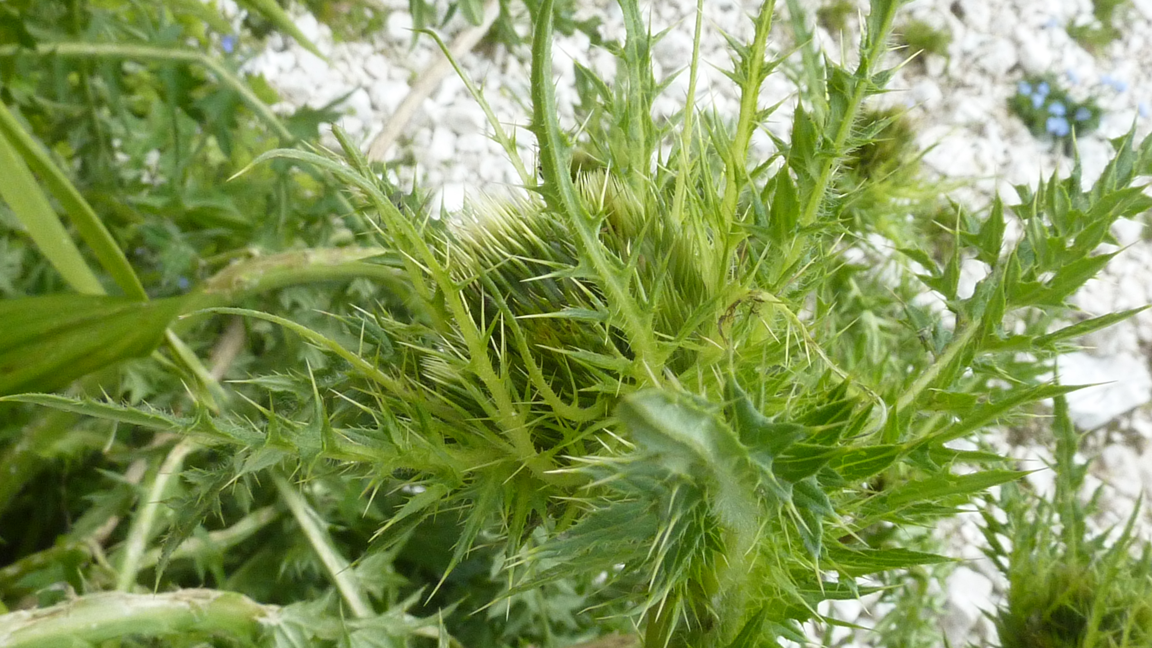 P1170464.JPG