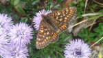 DSC_7888.jpg