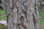 DSC_0195.JPG