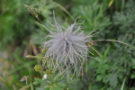 DSC_0155.JPG