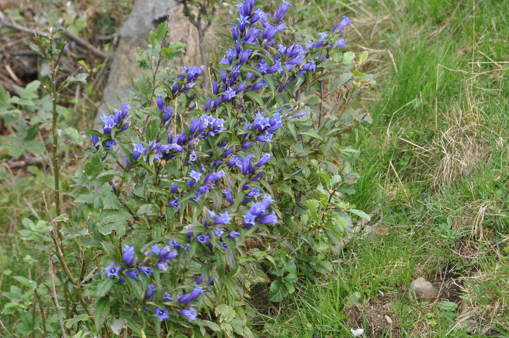 DSC_0161.JPG