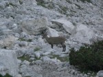 Triglav-2011-  2268.jpg