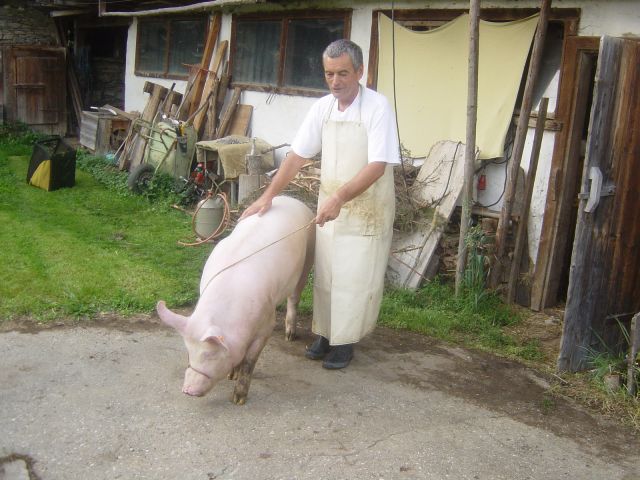 Die Schlachtung meiner "Borste" mit 150 kgim August 2007 durch Hans Ortlechner